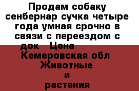 Продам собаку сенбернар сучка четыре года умная срочно в связи с переездом с док › Цена ­ 15 000 - Кемеровская обл. Животные и растения » Собаки   . Кемеровская обл.